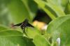 Hemipenthes morio